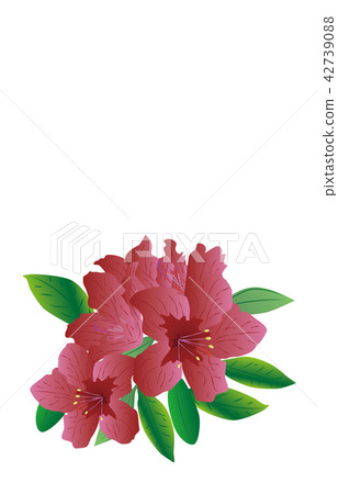 縣靜岡杜鵑花的花 縣靜岡杜鵑花的花 42739088