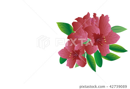 縣靜岡杜鵑花的花 縣靜岡杜鵑花的花 42739089