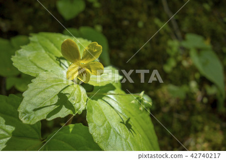 Yellow violet 42740217