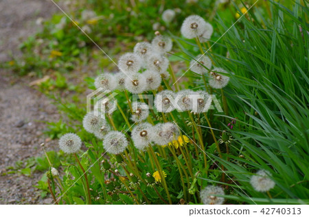 Dandelion cotton hat 42740313