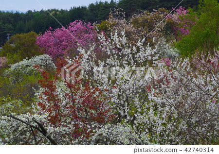 Flower peach blossoms 42740314