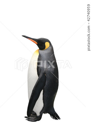 Penguin's profile 42740959