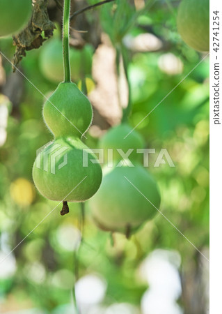 葫蘆的果實 42741254