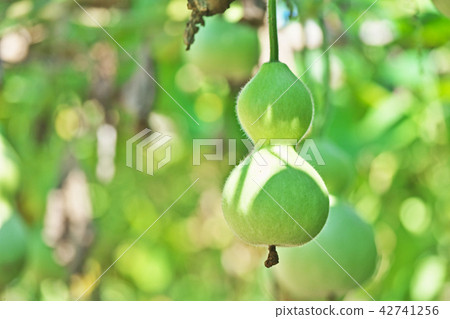 Fruit of gourd 42741256