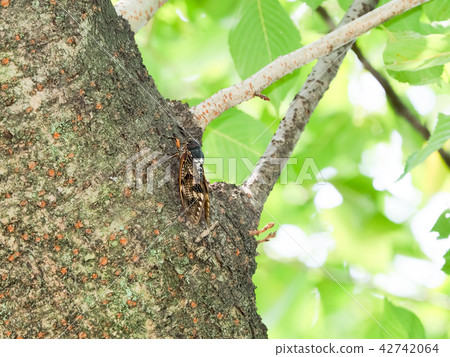Brown cicada 42742064