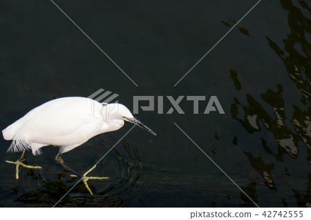 Shirasagi Kosagi 42742555