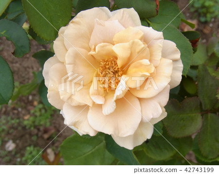 玫瑰蜂蜜第戎蜂蜜第戎 照片素材 圖片 圖庫