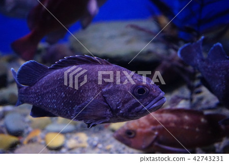 Aomori's journey Asamushi Aquarium 42743231