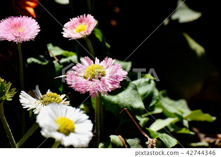 開花在三鷹中原的桃紅色雛菊（Hinagiku） 42744346