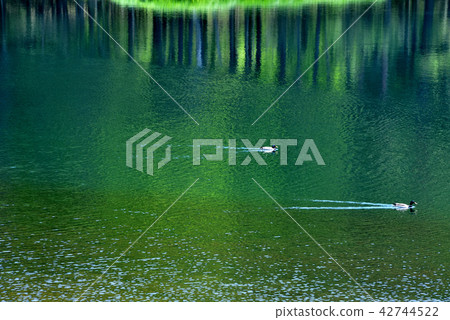 鮮綠的米沙卡池塘 42744522