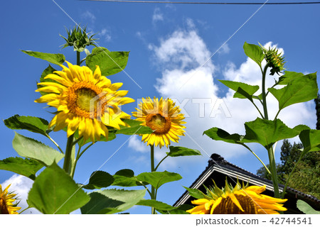 Sunflower blooming in the farmhouse's garden Sunflower blooming in the farmhouse's garden 42744541