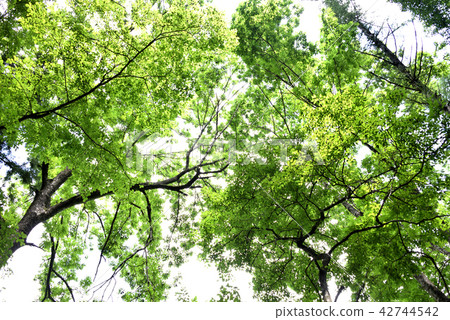 Green leaves of beech forest Green leaves of beech forest 42744542