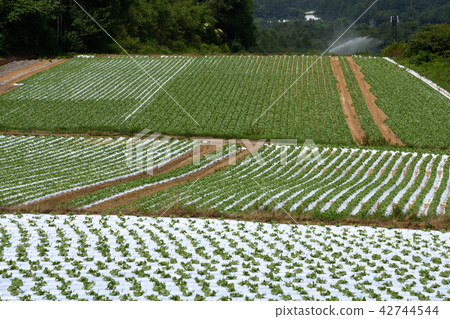 Lettuce field at Kawakami village 42744544