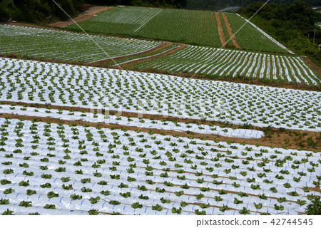 Lettuce field at Kawakami village 42744545