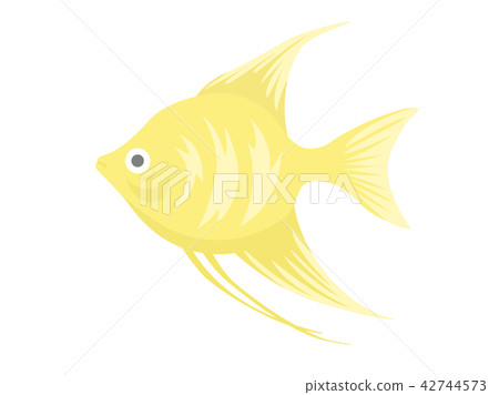 Tropical fish 42744573