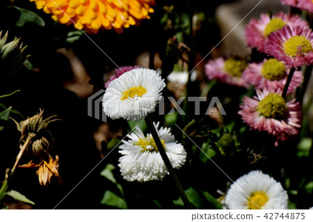 White daisy blooming in Mitaka Nakahara (daisy) White daisy blooming in Mitaka Nakahara (daisy) 42744875