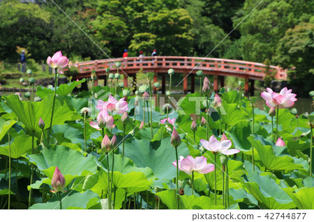 Ancient lotus of Shirimizu Amidado (Iwaki-shi, Fukushima prefecture) Ancient lotus of Shirimizu Amidado (Iwaki-shi, Fukushima prefecture) 42744877