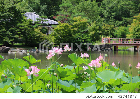 Ancient lotus of Shirimizu Amidado (Iwaki-shi, Fukushima prefecture) Ancient lotus of Shirimizu Amidado (Iwaki-shi, Fukushima prefecture) 42744878