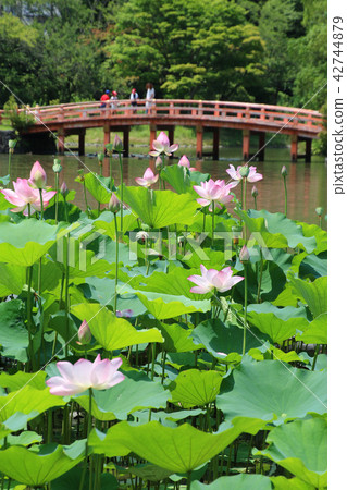 Ancient lotus of Shirimizu Amidado (Iwaki-shi, Fukushima prefecture) Ancient lotus of Shirimizu Amidado (Iwaki-shi, Fukushima prefecture) 42744879