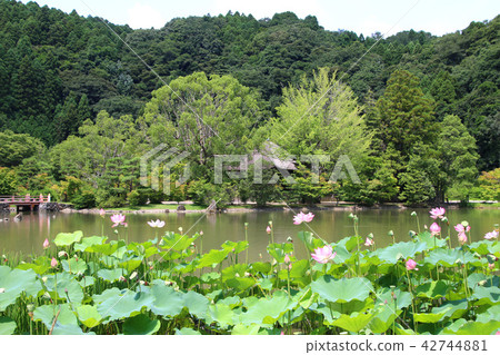 Shirimizu Amidado(福島縣磐城市)的古蓮花 Shirimizu Amidado(福島縣磐城市)的古蓮花 42744881