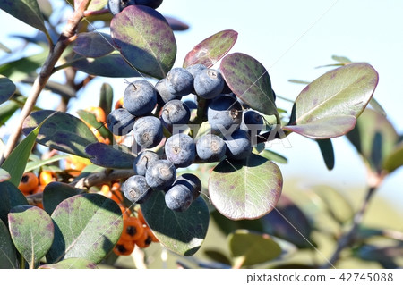 Shurinbai black fruit becoming Mitaka Nakahara 42745088