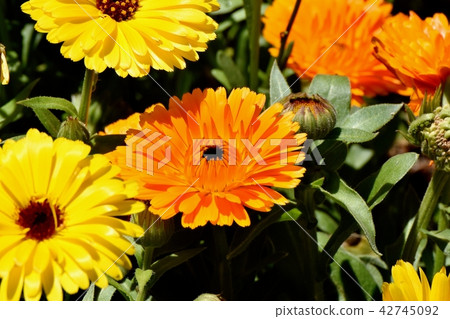 在三鷹中原綻放的橙色金盞花 在三鷹中原綻放的橙色金盞花 42745092