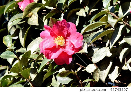 開花在三鷹中原的深粉紅色beakbucki（山茶花） 42745307
