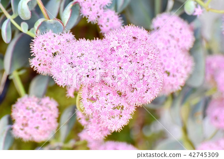 Misbaya盛開在三鷹中原 Misbaya盛開在三鷹中原 42745309