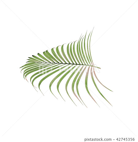 green palm leaf on white background green palm leaf on white background 42745356