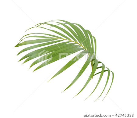 green palm leaf on white background green palm leaf on white background 42745358