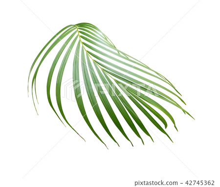 green palm leaf on white background green palm leaf on white background 42745362