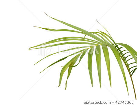 green palm leaf on white background 42745363