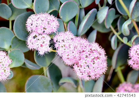 Misbaya盛開在三鷹中原 Misbaya盛開在三鷹中原 42745543