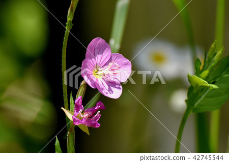 Yuge Shaw blooming in Mitaka Nakahara (Akabana Yuge Shaw) Yuge Shaw blooming in Mitaka Nakahara (Akabana Yuge Shaw) 42745544