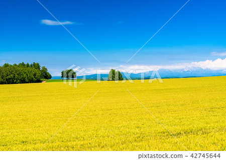 “北海道”美瑛和鄉村景觀 “北海道”美瑛和鄉村景觀 42745644