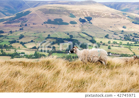 Mam Tor, Peak District. UK Mam Tor, Peak District. UK 42745971