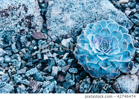 Small succulent in a flowerpot. Small succulent in a flowerpot. 42746474