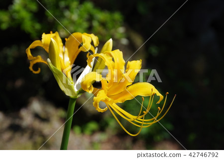 Jongno daffodils Jongno daffodils 42746792