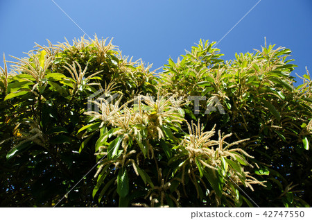 Flowers and blue sky 42747550