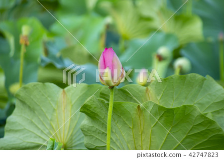 Lotus, art gallery amusement park, Ansan city, Gyeonggi-do Lotus, art gallery amusement park, Ansan city, Gyeonggi-do 42747823