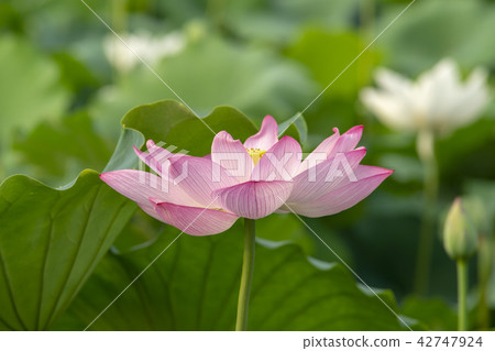 蓮花,華麗的土地,始興,京畿道 蓮花,華麗的土地,始興,京畿道 42747924