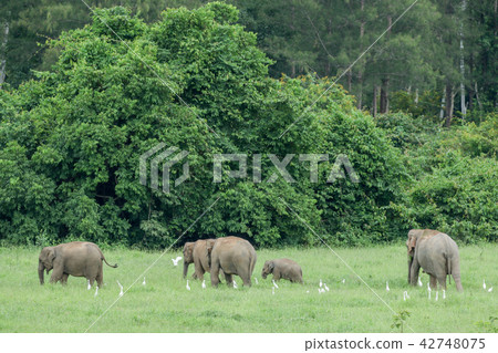Asian elephants is eating solid in Thailand forest Asian elephants is eating solid in Thailand forest 42748075