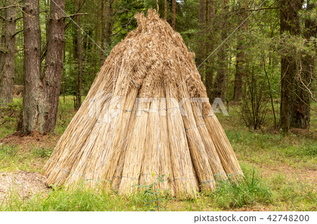 Reed stack drying for roofing Reed stack drying for roofing 42748200
