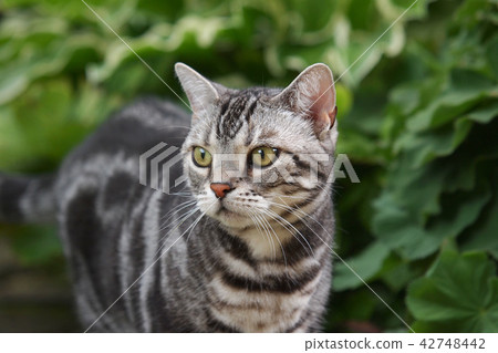 Cat in the garden upper body Cat in the garden upper body 42748442