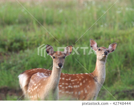 Ezoshima在草原上 42748444