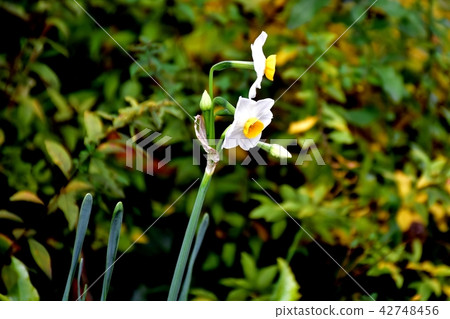 Nihonseizen blooming in Mitaka Nakahara 42748456