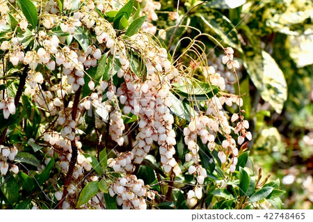 Asebi開花在Mitaka Senkawa鄰近公園的樺樹 Asebi開花在Mitaka Senkawa鄰近公園的樺樹 42748465