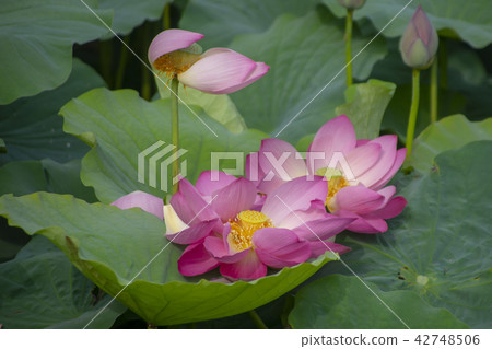 Lotus flower, Jeongeupjeon, Jeongeupseong, Jeonbuk 42748506