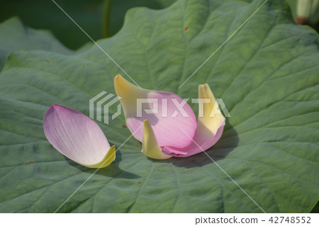 Lotus flower, Jeongeupjeon, Jeongeupseong, Jeonbuk 42748552