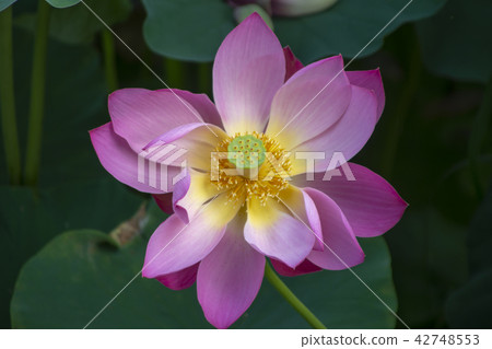 Lotus flower, Jeongeupjeon, Jeongeupseong, Jeonbuk 42748553